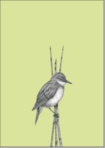 Postkarte Vogel Schilfrohrsänger von ask a duck   