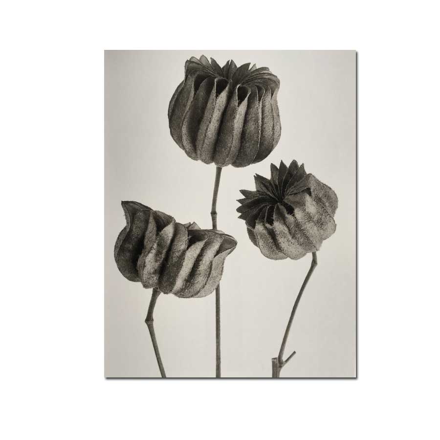 Blossfeldt Kunstdruck 30 x 42,5 cm "Abutilon", Schönmalve 