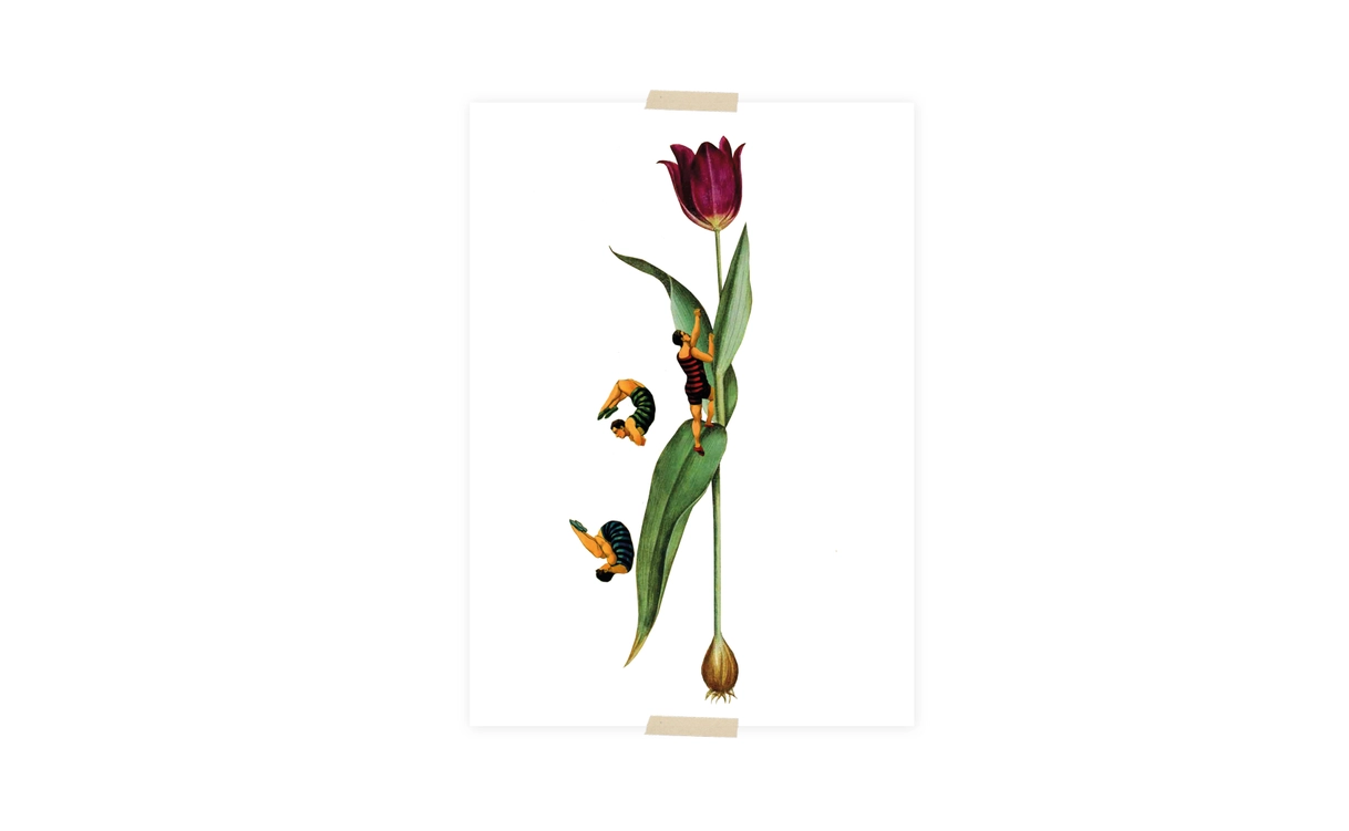 Lylies Postkarte Collage Tulpe mit Pullovern von Lylies
