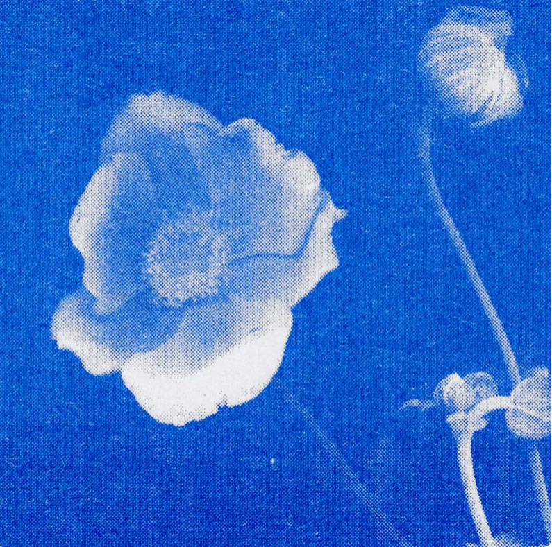 Herr und Frau Rio Postkarte Anemone blau, Risographie Postkarte