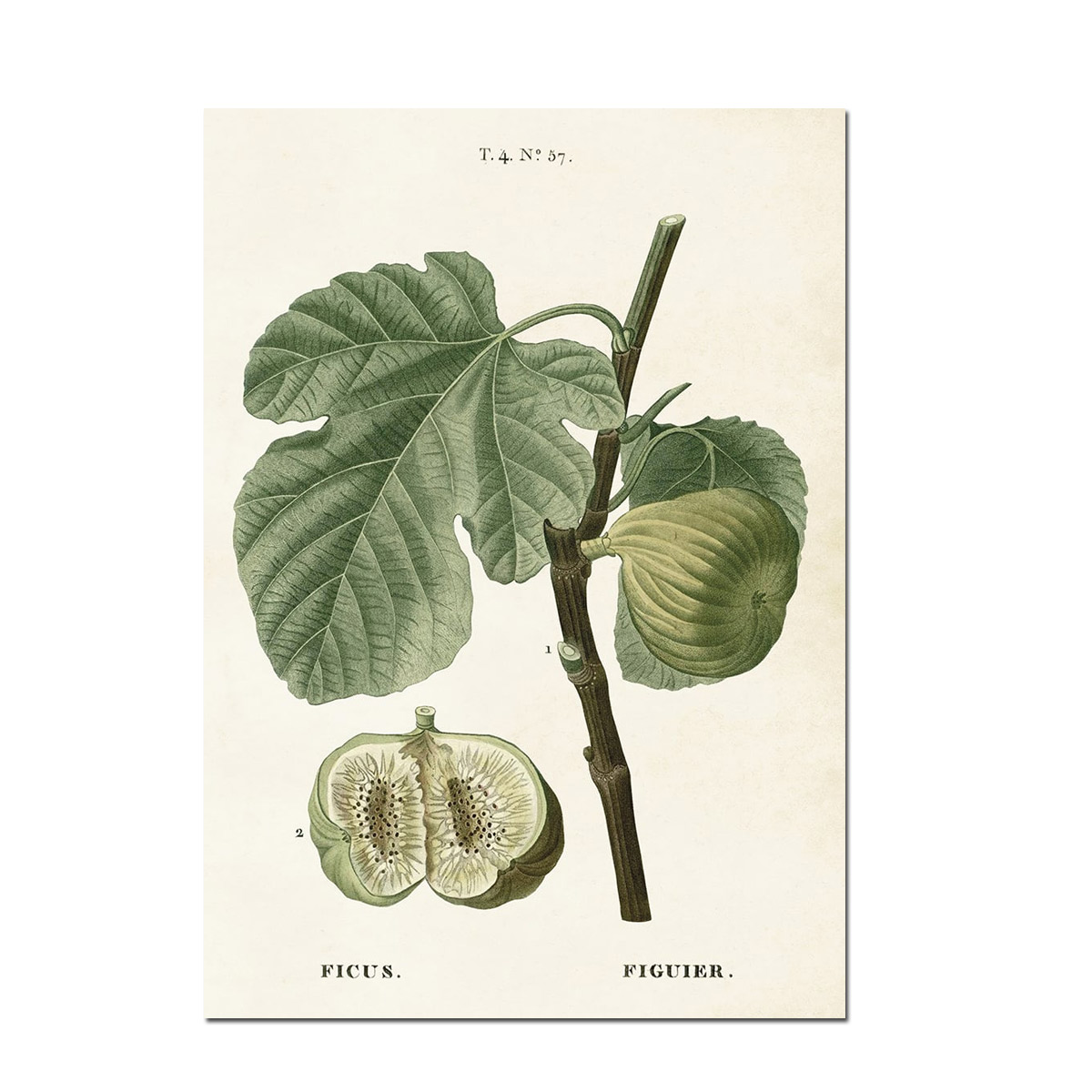 Doppelkarte Sköna Ting Vintage Feigen