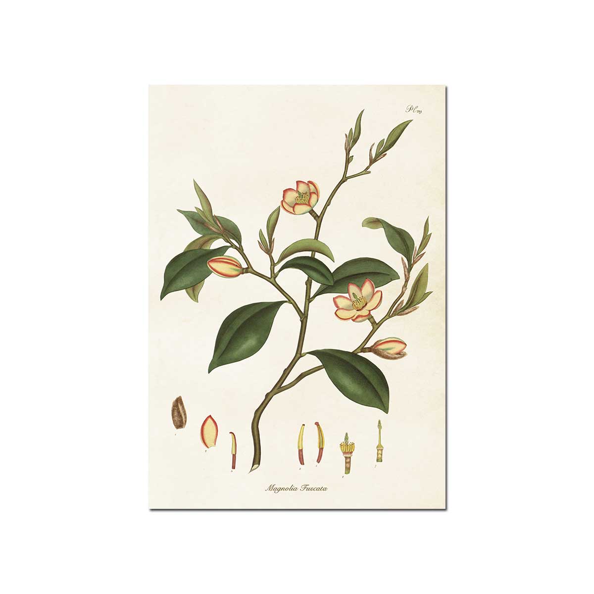 Sköna Ting Poster - 35x50 cm Magnolia / Poster Magnolie