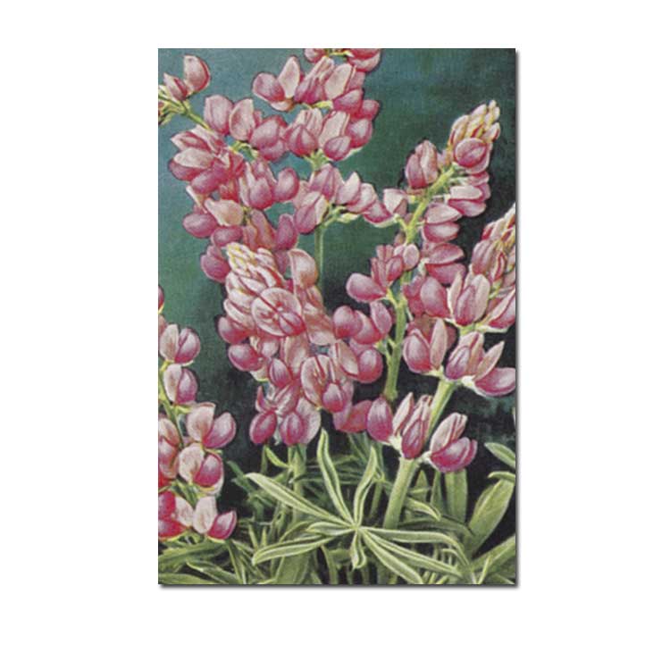 Vintage Postkarte Lupinen von Sköna Ting