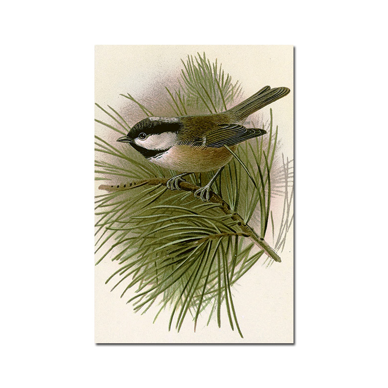 Vintage Postkarte Kohlmeise von Sköna Ting Postkarte Vogel