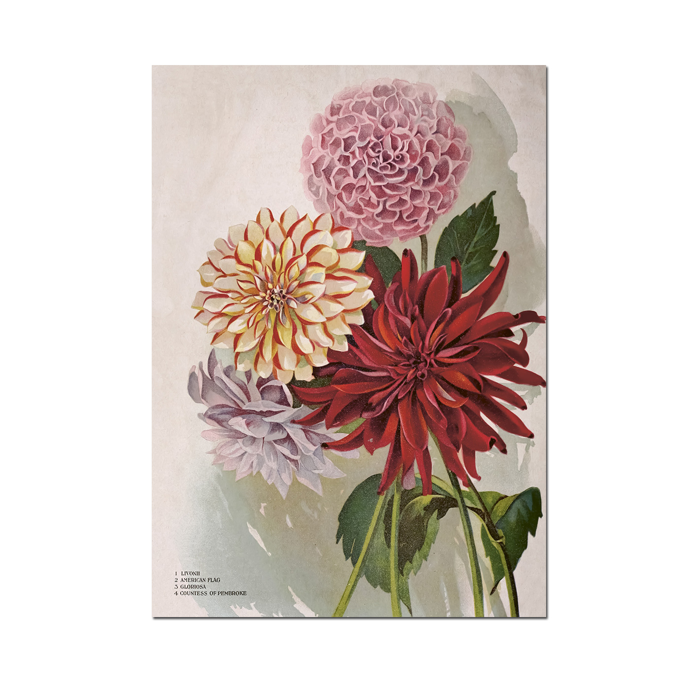 Sköna Ting Poster - 50x70 cm / Dahlia