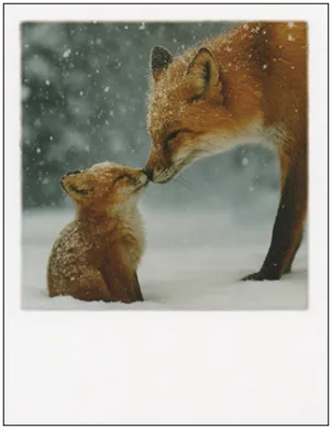 Polacard XMAS Füchse im Schnee