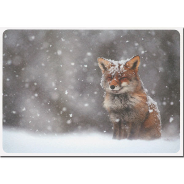 Postkarte "Schneefreuden (Fuchs im Schnee)  " Winter