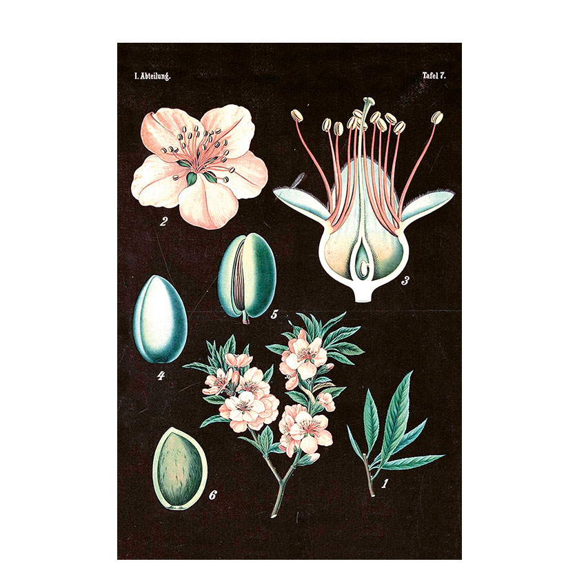 Postkarte Sköna Ting Vintage Mandel, Mandelblüte Tafel 7