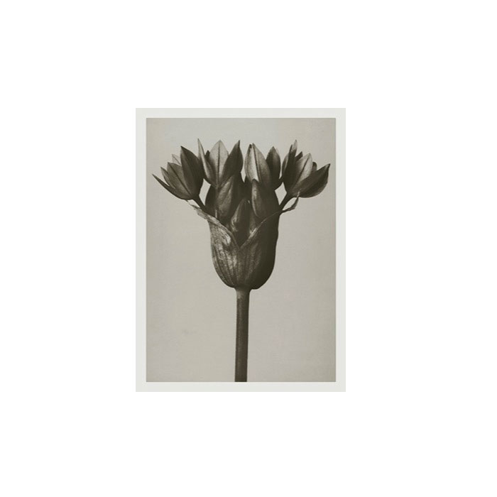 Blossfeldt Grußkarte 8,5 x 11,5 cm "Allium Ostrowskianum", Roter Zier-Lauch