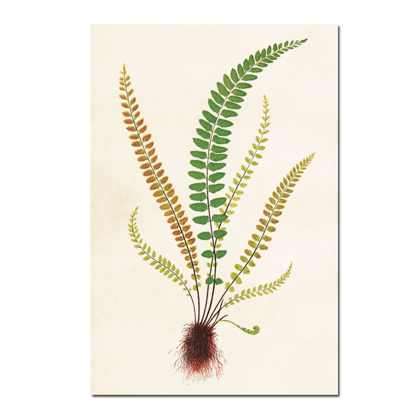 Postkarte Sköna Ting Vintage Farn