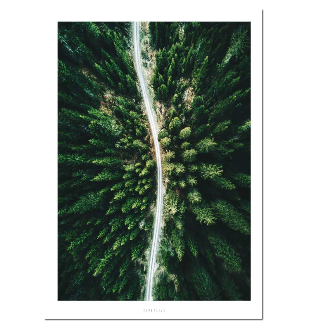 DIN A5 Poster "Wald von oben “ von Typealive 