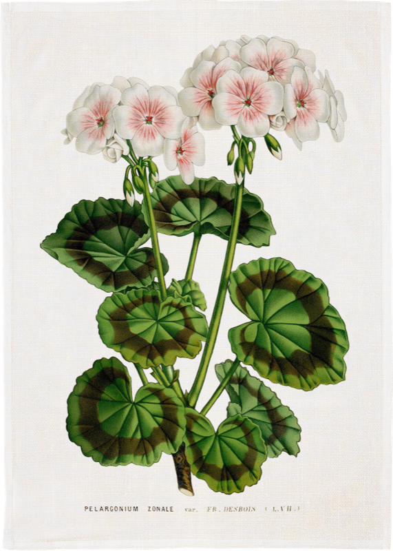 Sköna Ting Geschirrtuch "Geranium" Geranie,  ca.50 x 70 cm, Baumwolle