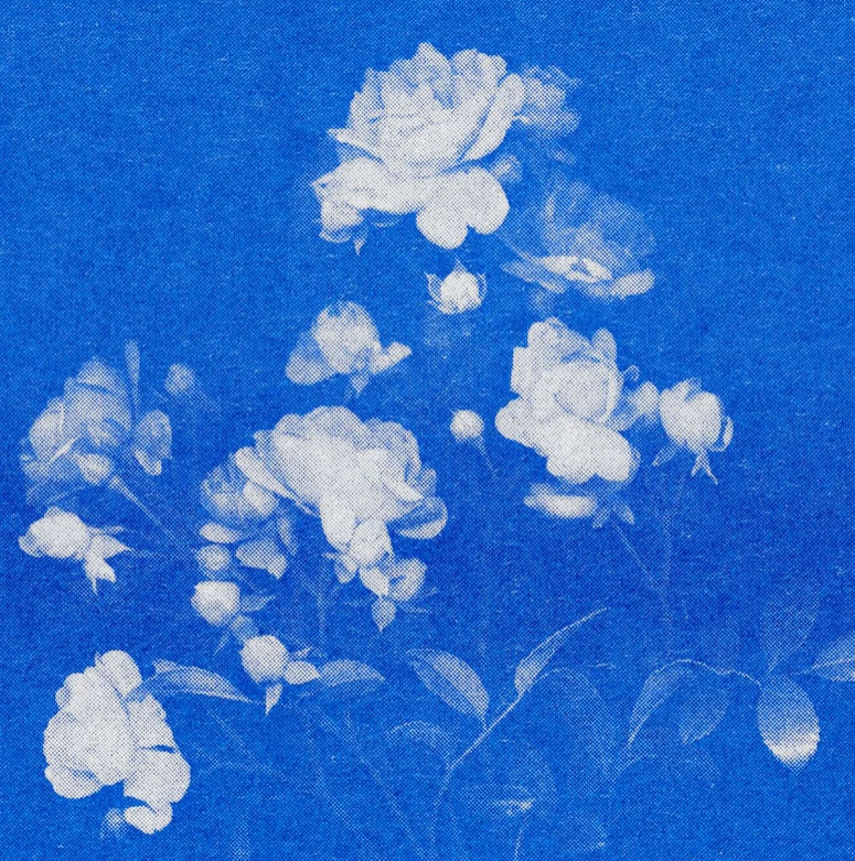 Herr und Frau Rio Postkarte Rose N°1  blau, Risographie Postkarte
