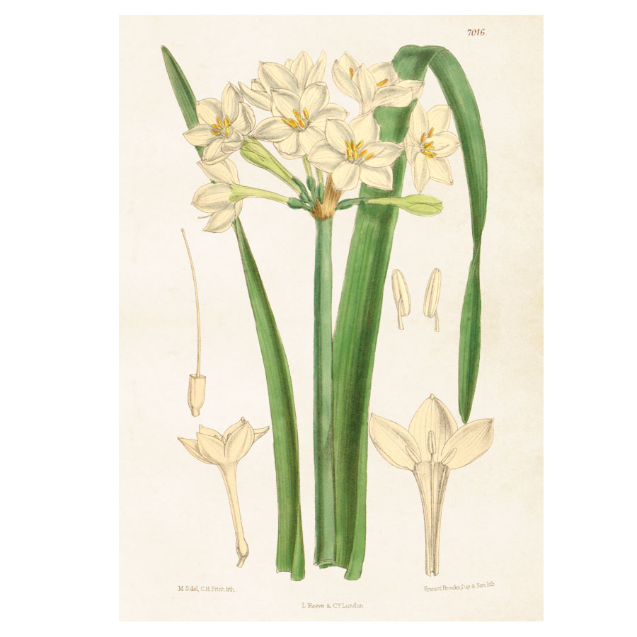Poster Sköna Ting Vintage  Narzisse weiß, 34 x 50 cm