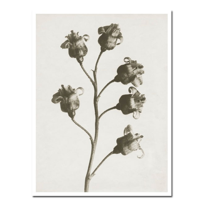 Blossfeldt Kunstdruck 18x 24 cm "Ribes Nigrum", Schwarze Johannisbeere