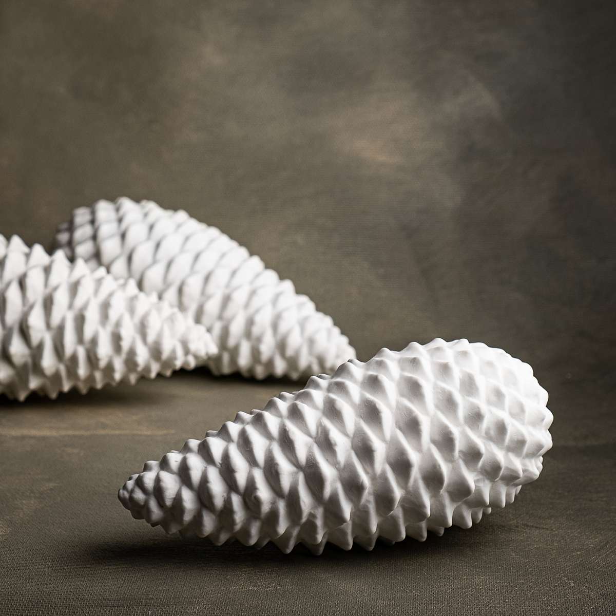 KLATT OBJECTS PINUS länglich maritima / Zapfen 