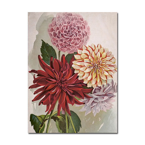 Sköna Ting  " Dahlien" Kleine Doppelkarte mit Kuvert, 8,5x11,5 cm