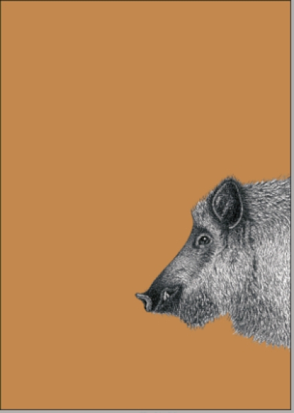 Postkarte Wildschwein von ask a duck     