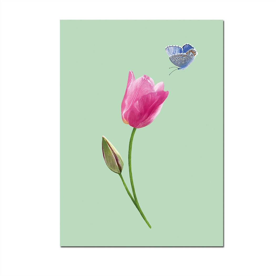 Postkarte Tulpe, Frühling von m-illu