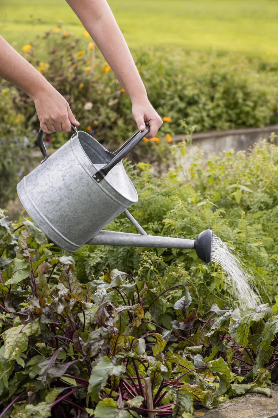 Gießkanne zink, 9 Liter, Brause und Henkeln  in schwarz 