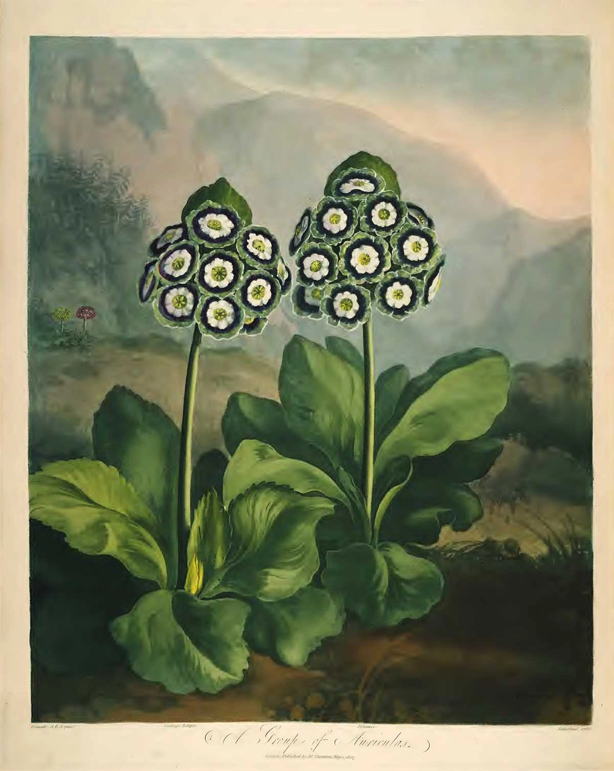Lylies Postkarte Tempel der Flora - Auriculas/Primrose von Lylies
