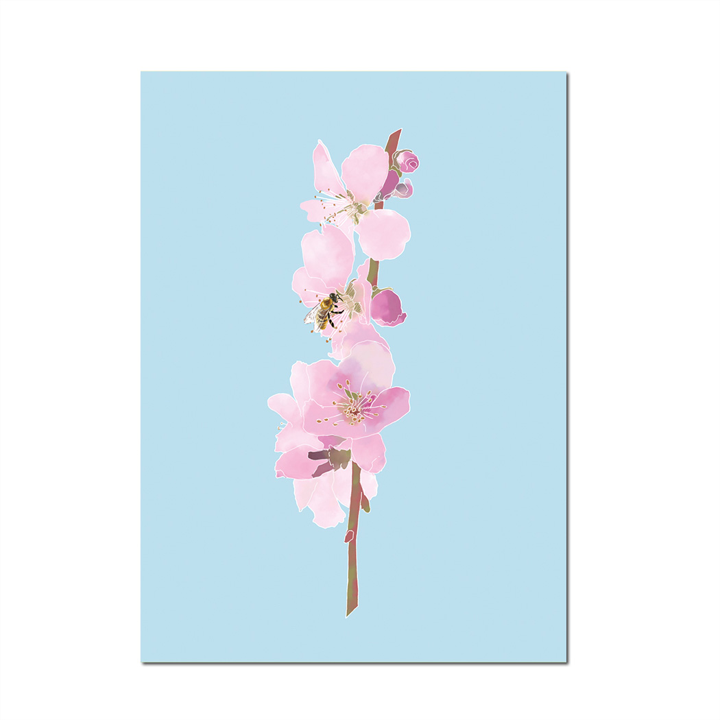 Postkarte Mandelblüte, Frühling von m-illu