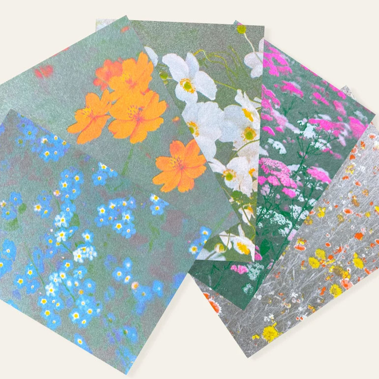 Herr und Frau Rio Postkarte Blumen Kosmee , Risographie Postkarte