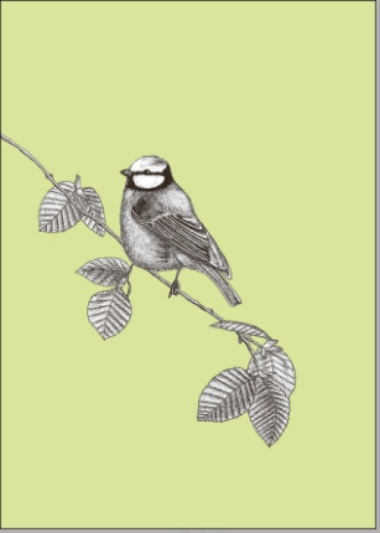 Postkarte Vogel Blaumeise von ask a duck