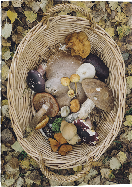 Sköna Ting Notizheft, 12x17 cm, Pilze, PAPERLY Notebooks - 12x17 cm Mushroom basket