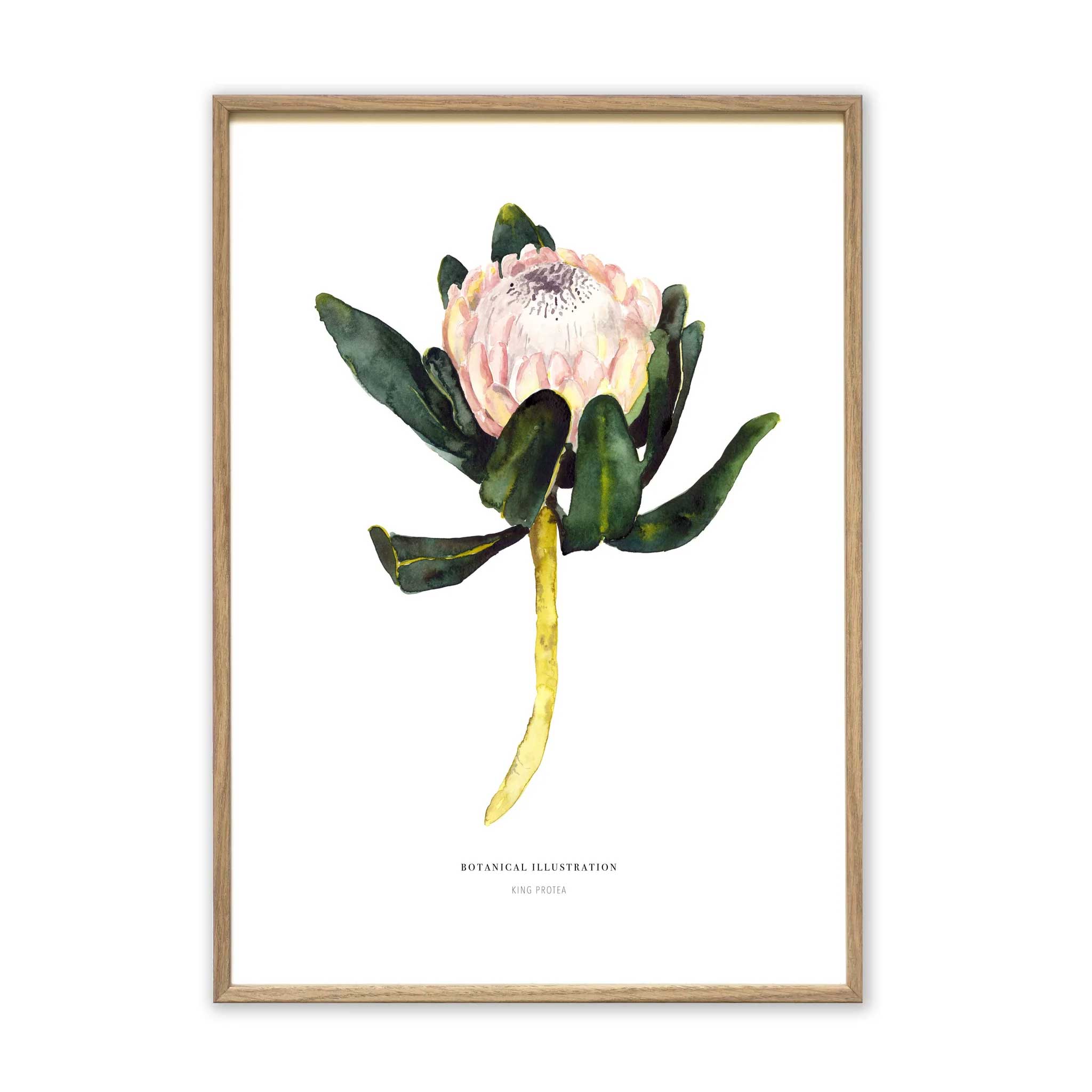 Leo La Douce Kunstdruck SKing Protea, A4     