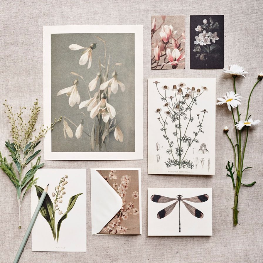 Sköna Ting Papierservietten "Red Christmas flowers - holly"Weihnachten, Ilex,  ca. 33 x 33 cm, Lunchservietten 