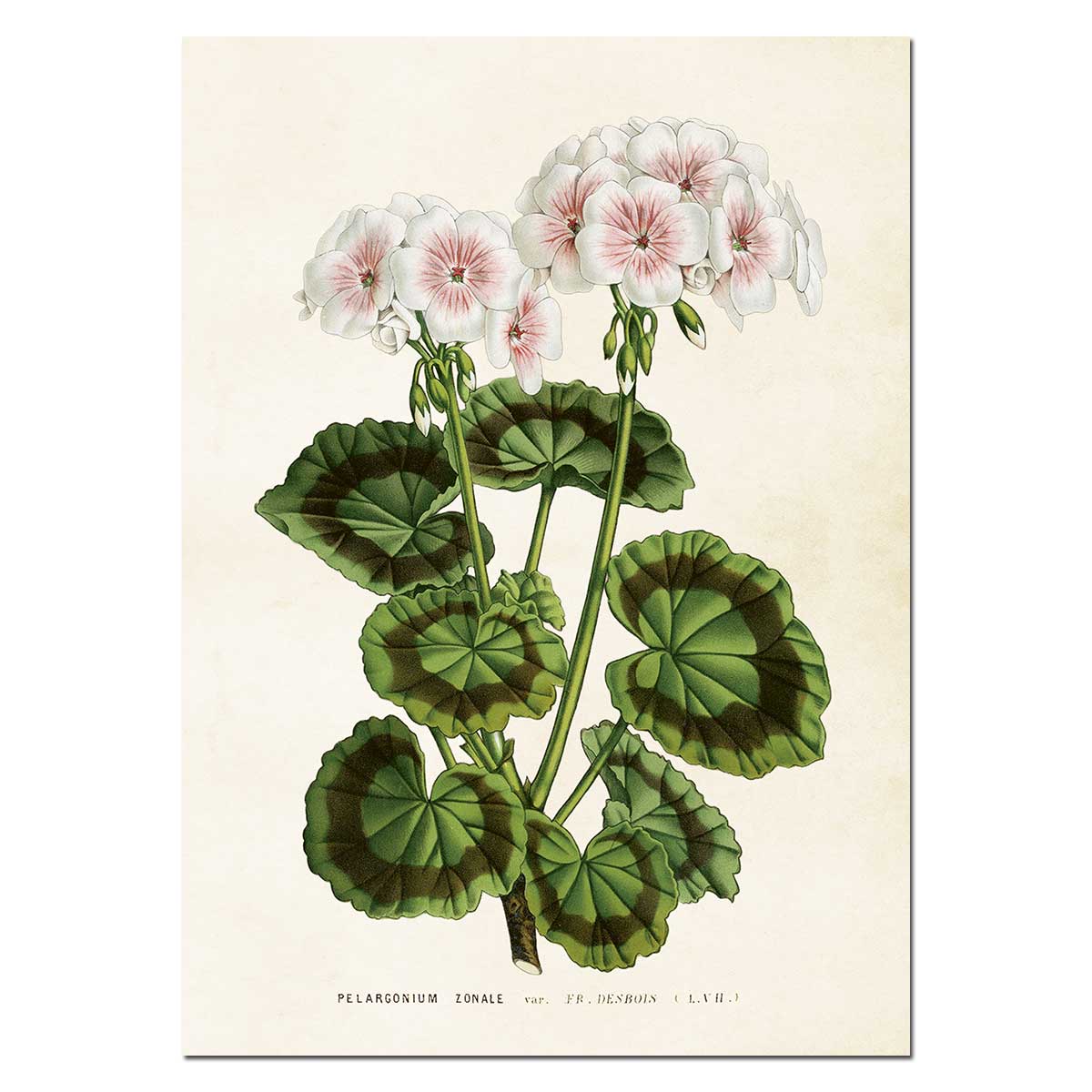 Sköna Ting Poster - 50x70 cm Geranium/Geranie