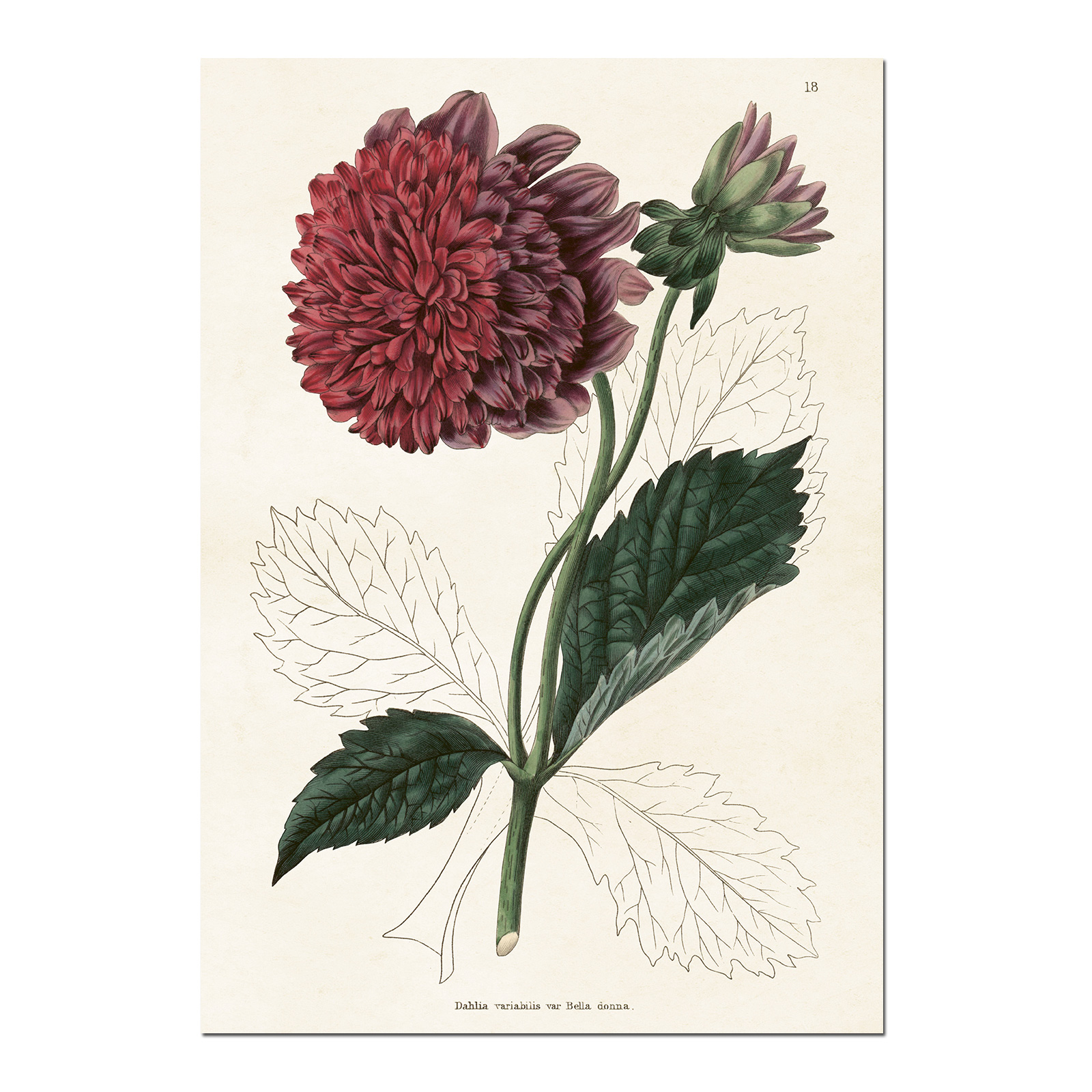 Sköna Ting Poster - 70x100 cm / Dahlia