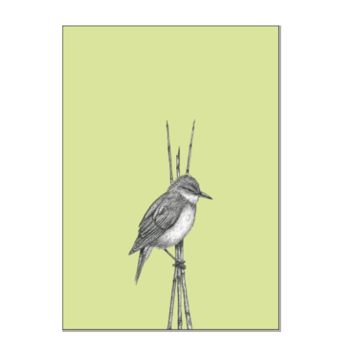 Postkarte Vogel Schilfrohrsänger von ask a duck   