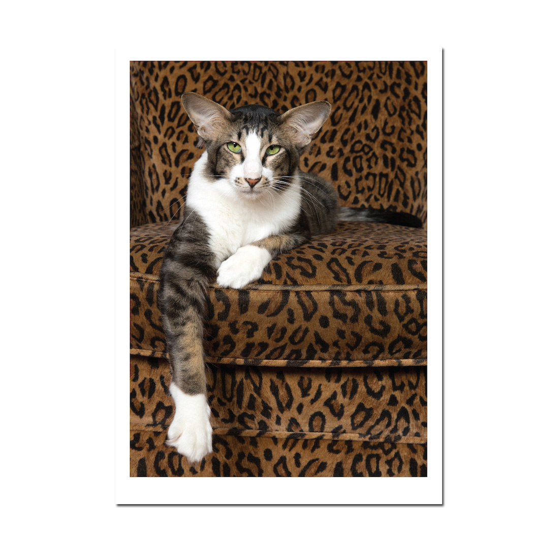 Doppelkarte Katze " All Ears Cat" von Palm Press   Happy Birthday