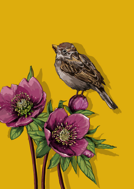 Postkarte KAMI , Heleborus & Spatz,  Christrose von illi , Holzschliffpappe 