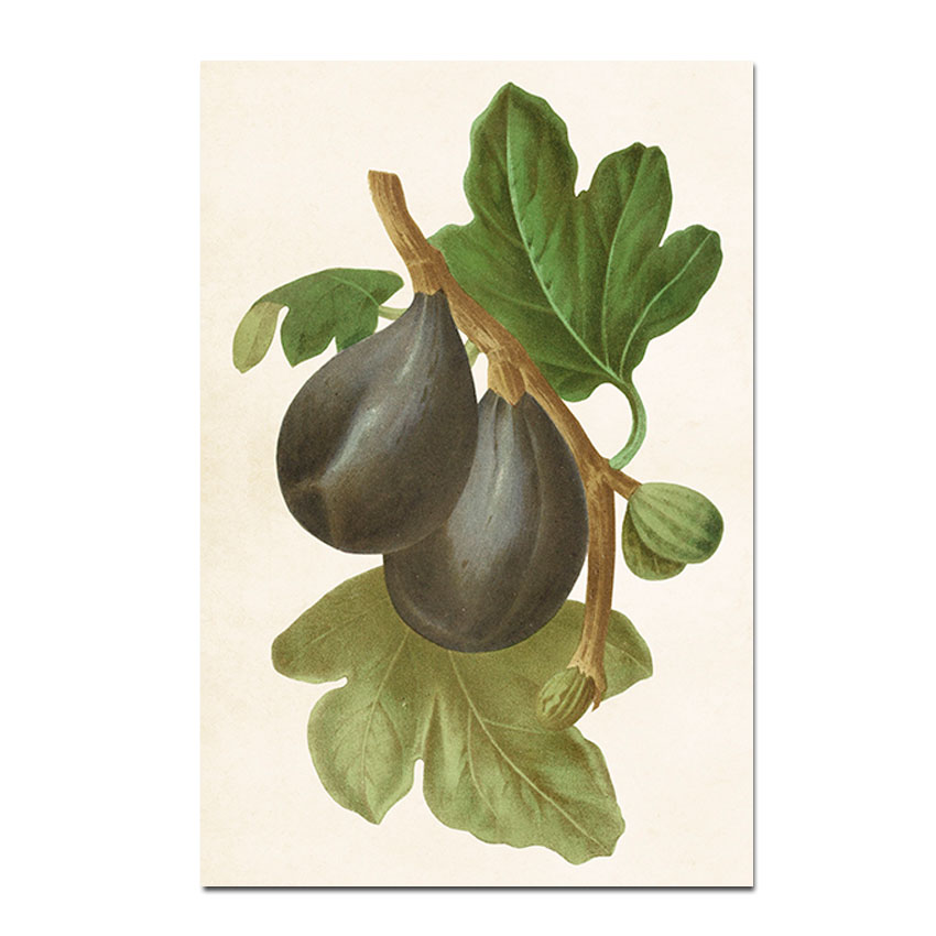 Postkarte Sköna Ting Vintage  Feigen violett