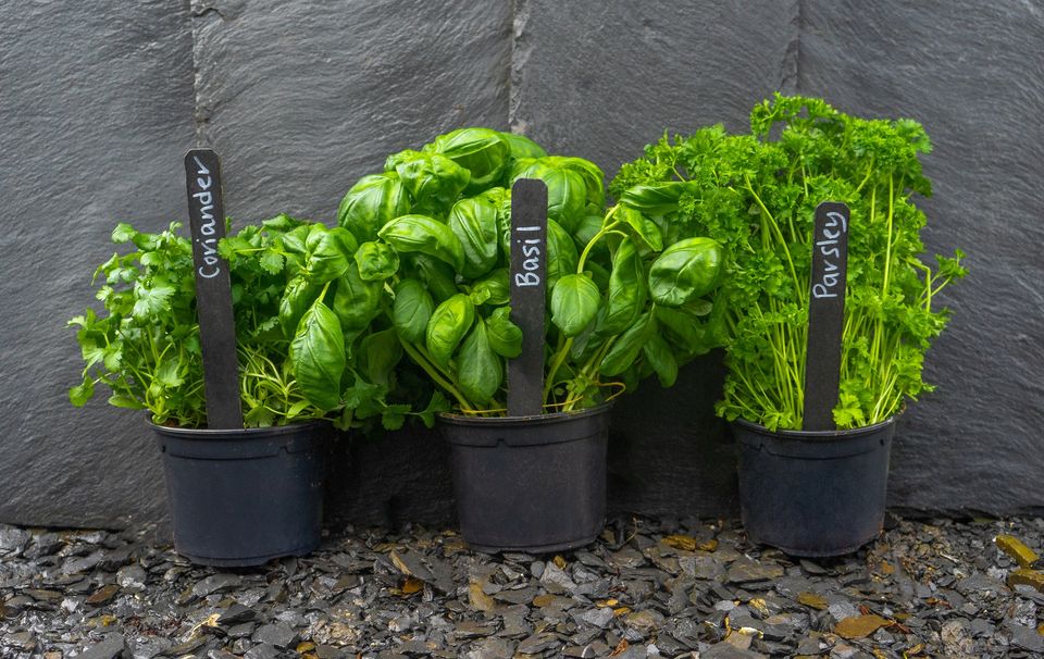 Gartenetiketten, 10 x Mini-Tafeletikett und weißer Marker, Garden Labels für Gartenliebhaber aus England