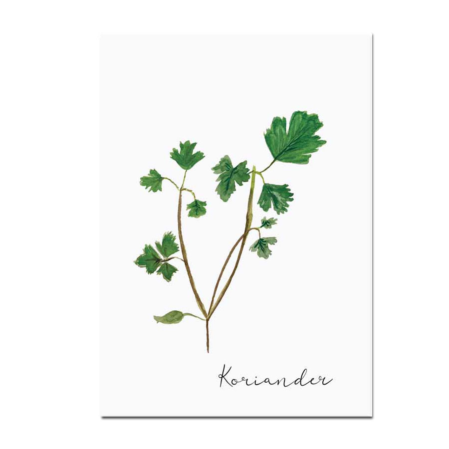 % Eulenschnitt Postkarte Kräuterkarte Koriander