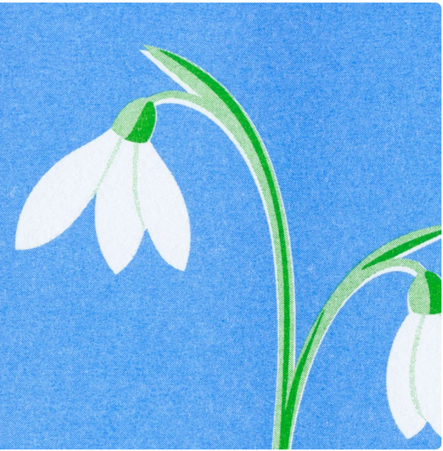 Herr und Frau Rio Postkarte Schneeglöckchen, Risographie Postkarte Frühling