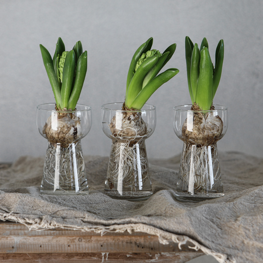 Hyazinthenglas ARIA klar, Höhe ca. 13,7 cm, Glas , Pro Stück