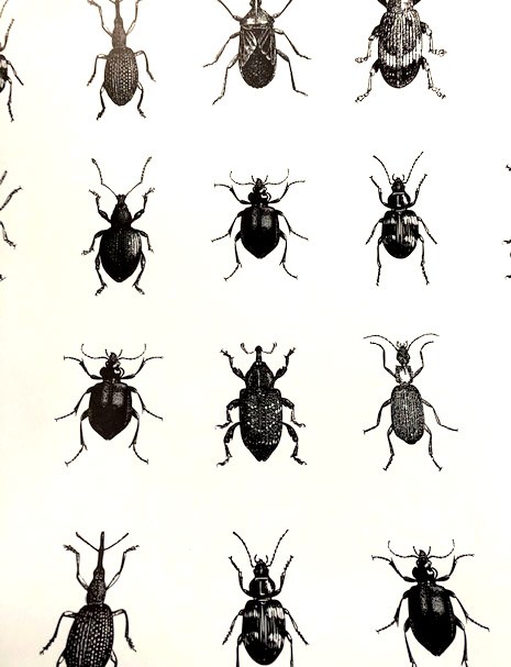 Geschenkpapier Käfer/ Bugs , ca. 50 x 70 cm