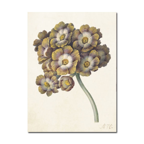 Sköna Ting  " Auricula"Primel,  Kleine Doppelkarte mit Kuvert, 8,5x11,5 cm