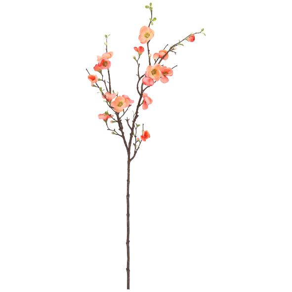 Quitte Blütenzweig ca. 104 cm, apricot