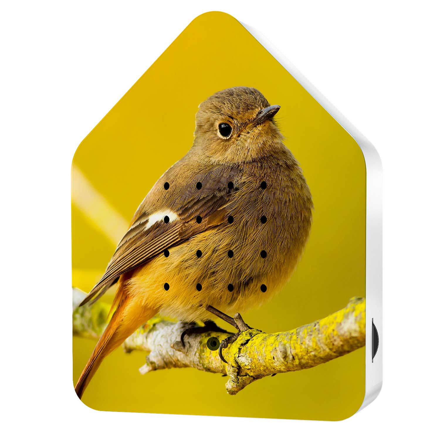 Zwitscherbox Happy Birds Edition  Limited Editions 2023, Daurian Redstart