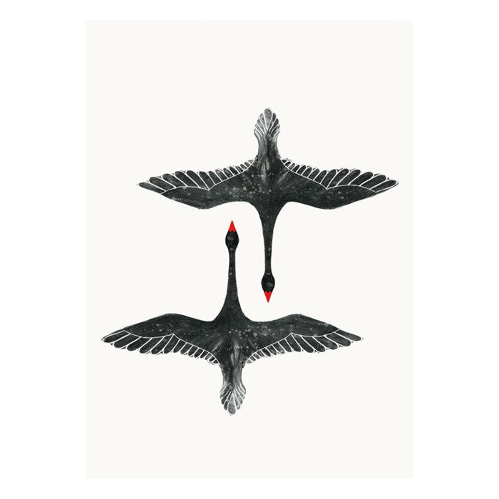 Poster Plakat Schwarzes Schwan, 50x70 cm