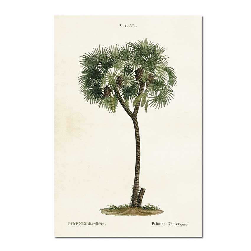 Postkarte Sköna Ting Vintage  Palme