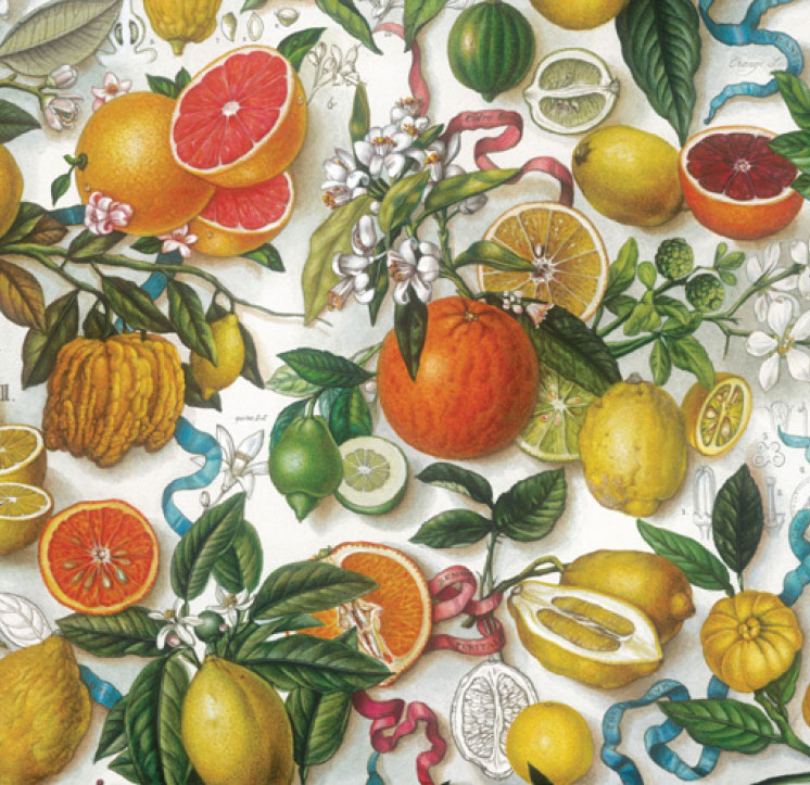 Geschenkpapier "Summer Breeze from Amalfi" ca. 50 x 70 cm , Zitronen & Orangen
