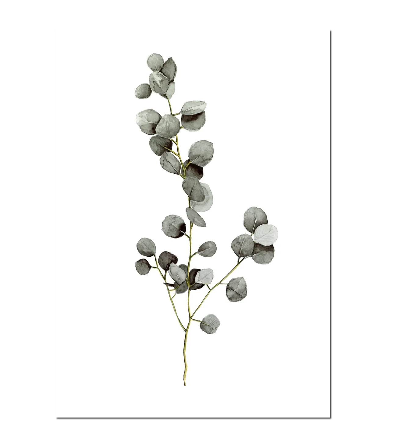 Leo la Douce Postkarte – Eucalyptus