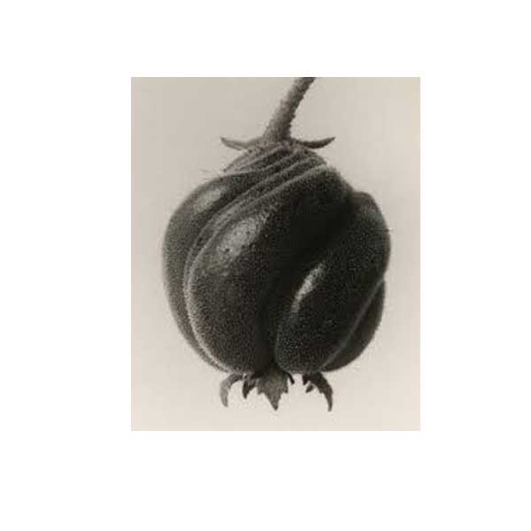 Blossfeldt Kunstdruck 15 x 15 cm "Blumenbachia Hieronymi" Geschlossene Samenkapsel